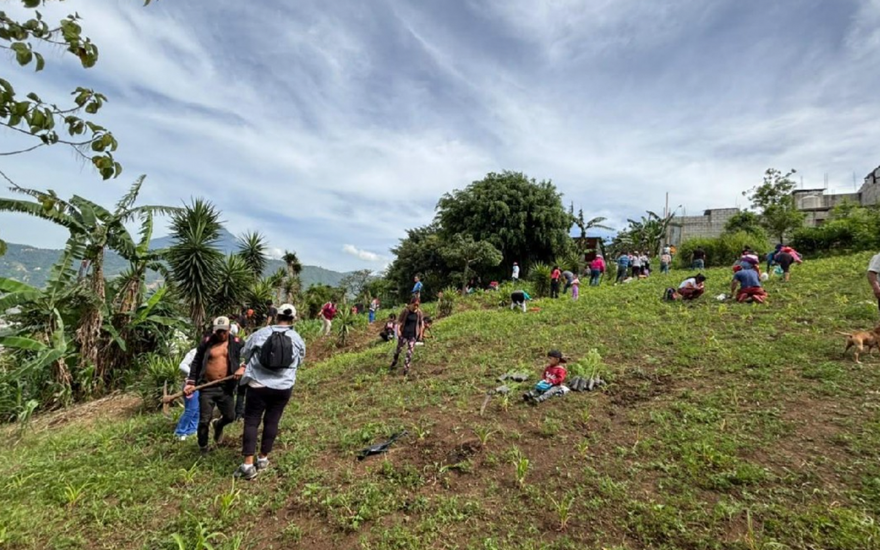 En este momento estás viendo Más de 200 personas se unen en una masiva jornada de reforestación en Amatitlán